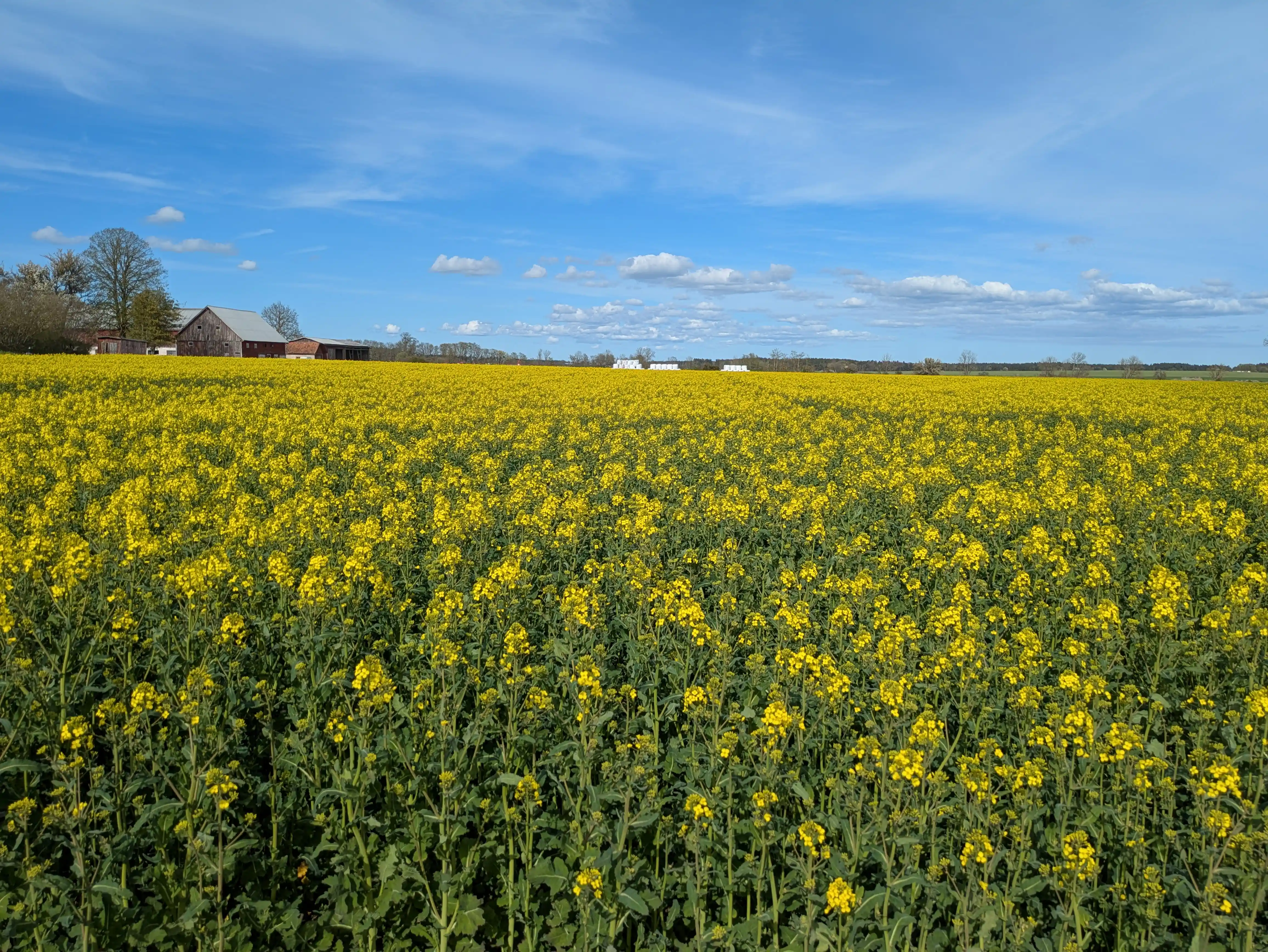 Rapsfält på Gotland